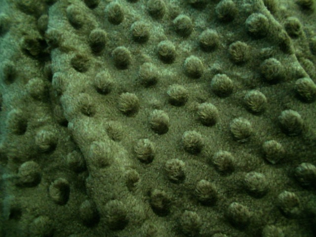 06 - Verde Oliva
